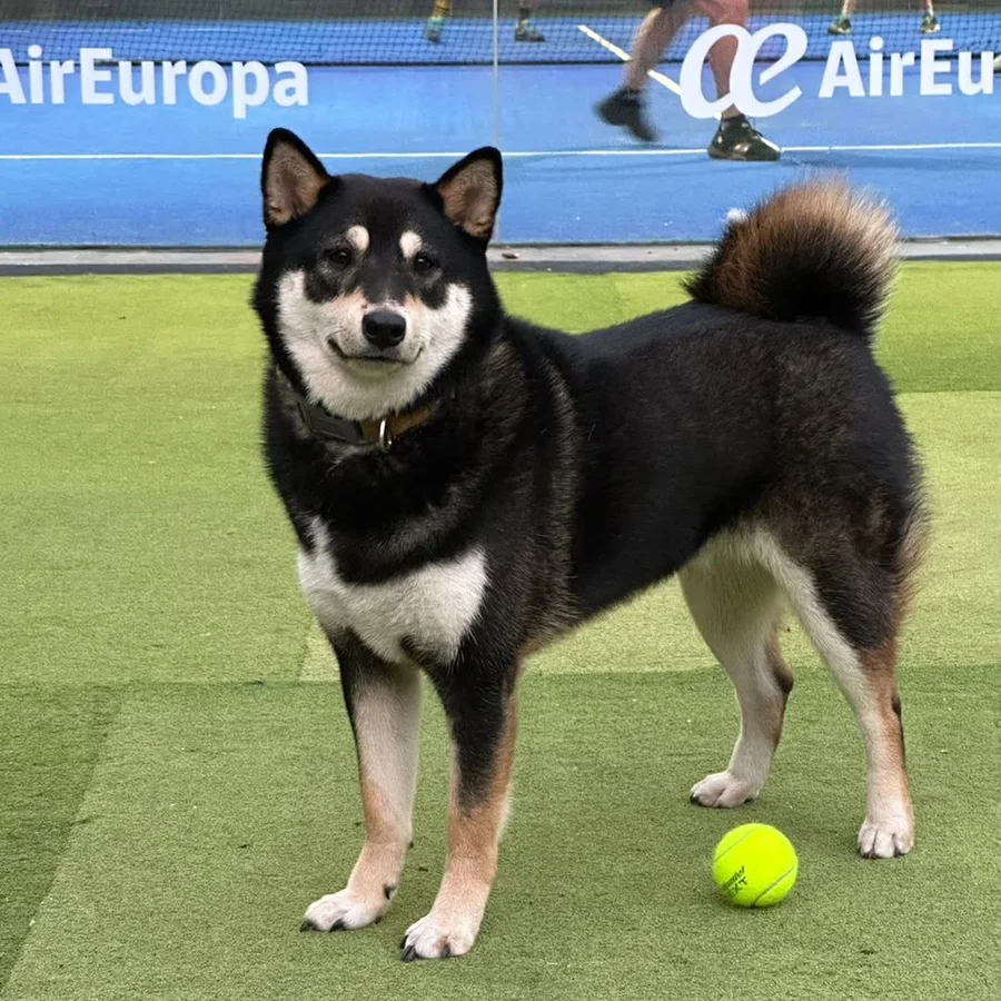 Paquito, el shiba del club, con una pelota